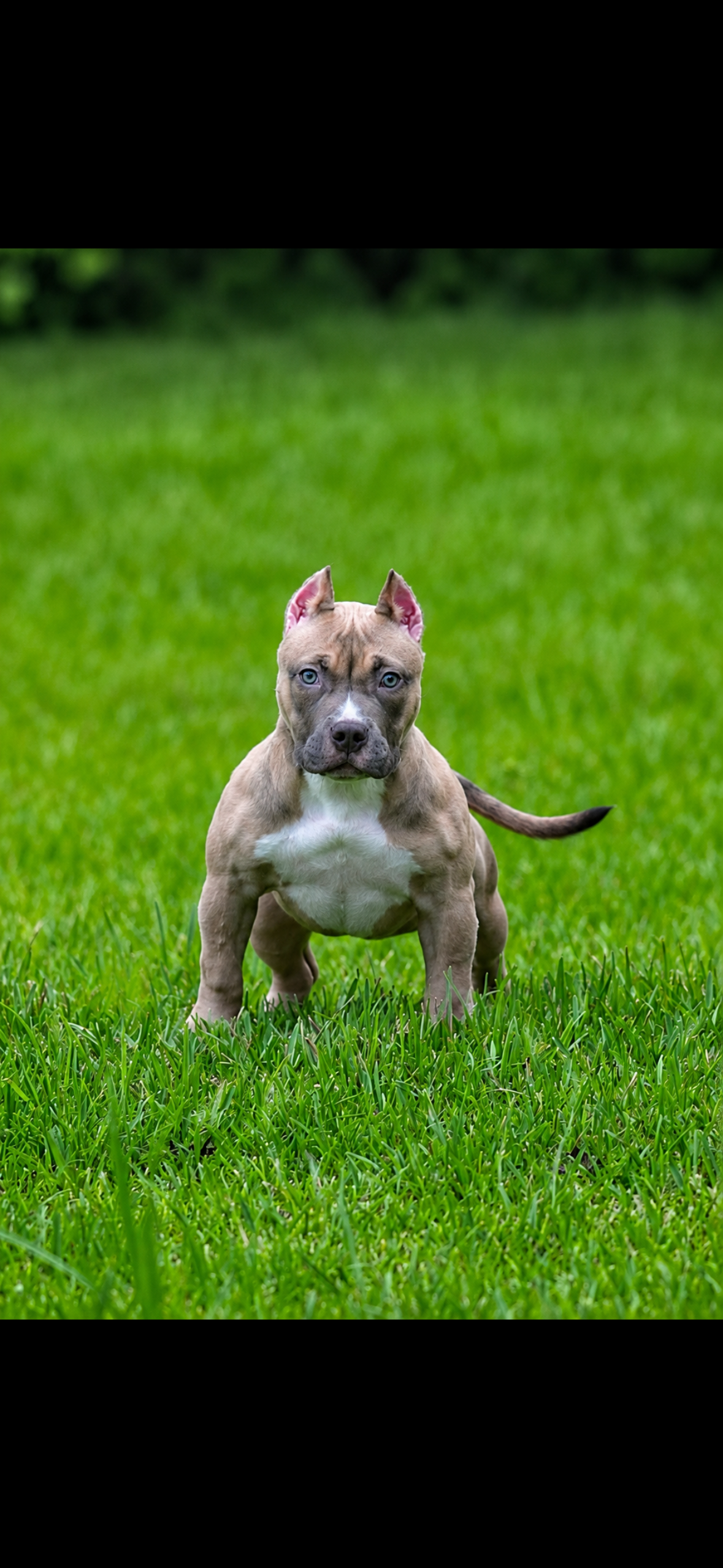 Bossy Girl female American Bully standing in green grass
