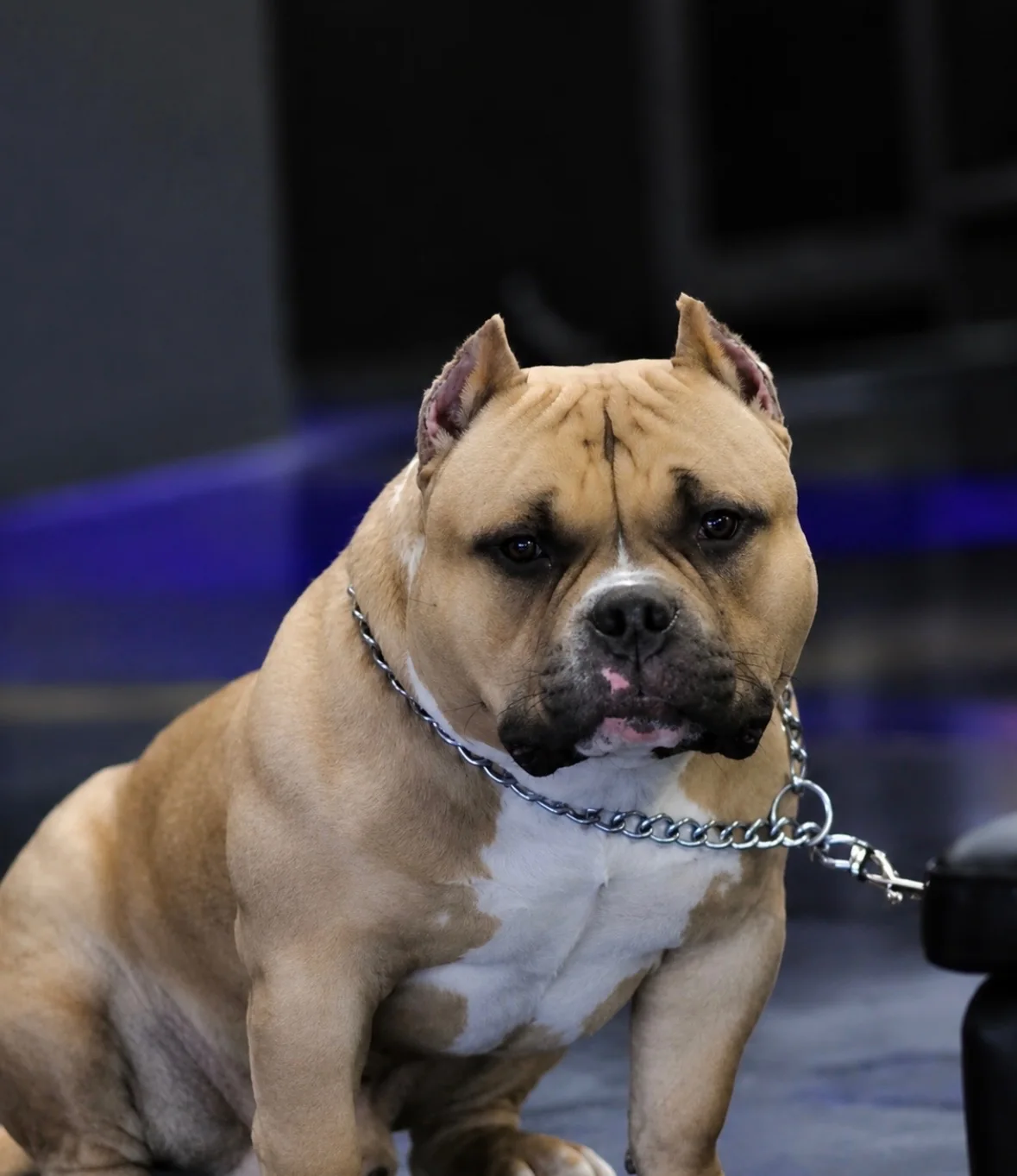 DA JOKER male American Pocket Bully profile for JT's Next Level Bullyz