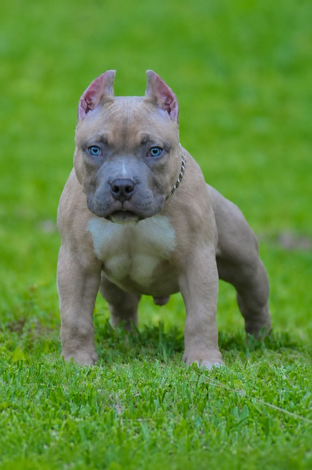 The Rebel American Pocket Bully from JT's Next Level Bullyz