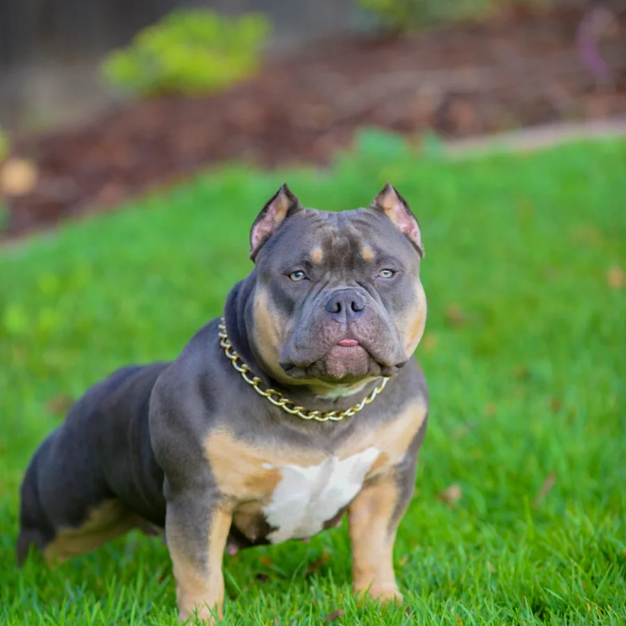 Storm bully grid image