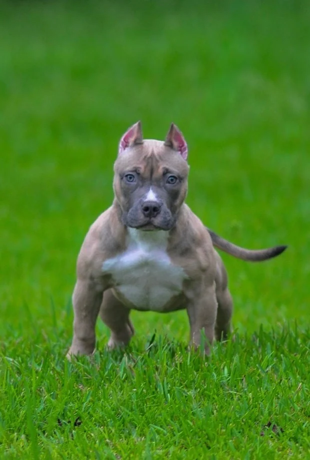 Da Rebel American Pocket Bully standing on grass
