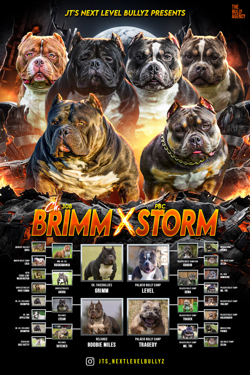 Storm and ABKC Champion Brimm new breeding announcement
