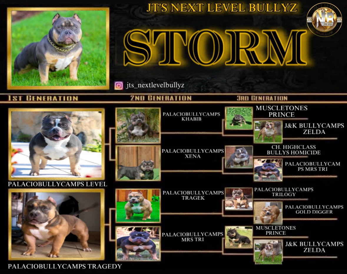 Storm pedigree graphic for JT's Next Level Bullyz